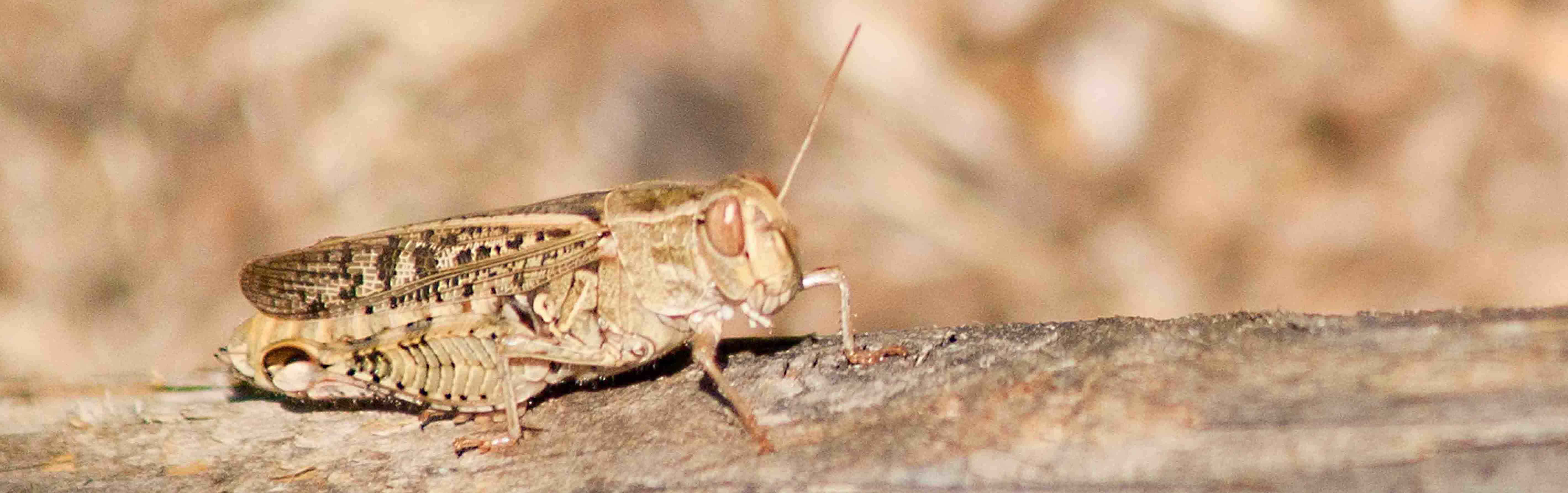 Ortottero da determinare - Calliptamus sp.